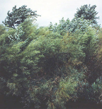 Jin Lee